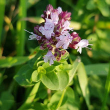 Lade das Bild in den Galerie-Viewer, Echter Dost (Origanum vulgare)