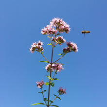 Lade das Bild in den Galerie-Viewer, Echter Dost (Origanum vulgare)