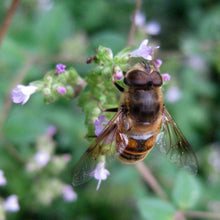 Lade das Bild in den Galerie-Viewer, Echter Dost (Origanum vulgare)
