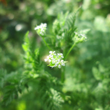 Lade das Bild in den Galerie-Viewer, Echter Kerbel (Anthriscus cerefolium)