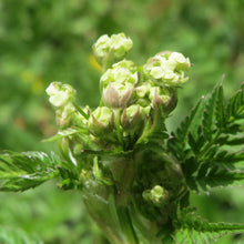 Lade das Bild in den Galerie-Viewer, Echter Kerbel (Anthriscus cerefolium)