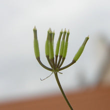 Lade das Bild in den Galerie-Viewer, Echter Kerbel (Anthriscus cerefolium)