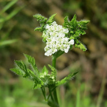 Lade das Bild in den Galerie-Viewer, Echter Kerbel (Anthriscus cerefolium)