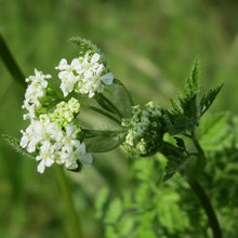 Lade das Bild in den Galerie-Viewer, Echter Kerbel (Anthriscus cerefolium)
