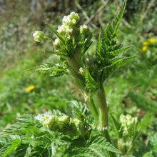 Lade das Bild in den Galerie-Viewer, Echter Kerbel (Anthriscus cerefolium)