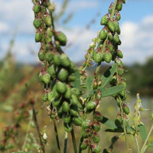 Lade das Bild in den Galerie-Viewer, Echter Steinklee (Melilotus officinalis)
