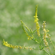 Lade das Bild in den Galerie-Viewer, Echter Steinklee (Melilotus officinalis)