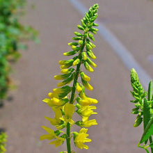 Lade das Bild in den Galerie-Viewer, Echter Steinklee (Melilotus officinalis)