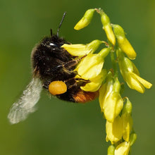 Lade das Bild in den Galerie-Viewer, Echter Steinklee (Melilotus officinalis)