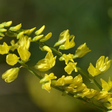 Lade das Bild in den Galerie-Viewer, Echter Steinklee (Melilotus officinalis)