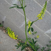 Lade das Bild in den Galerie-Viewer, Echter Steinklee (Melilotus officinalis)