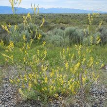 Lade das Bild in den Galerie-Viewer, Echter Steinklee (Melilotus officinalis)