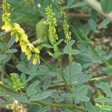 Lade das Bild in den Galerie-Viewer, Echter Steinklee (Melilotus officinalis)