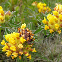 Lade das Bild in den Galerie-Viewer, Echter Wundklee (Anthyllis vulneraria)