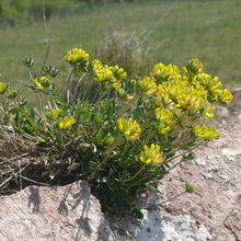 Lade das Bild in den Galerie-Viewer, Echter Wundklee (Anthyllis vulneraria) Mauer
