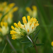 Lade das Bild in den Galerie-Viewer, Echter Wundklee (Anthyllis vulneraria)