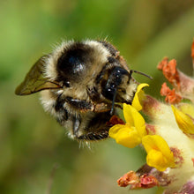 Lade das Bild in den Galerie-Viewer, Waldhummel und Echter Wundklee (Anthyllis vulneraria)