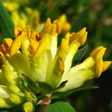 Lade das Bild in den Galerie-Viewer, Echter Wundklee (Anthyllis vulneraria)