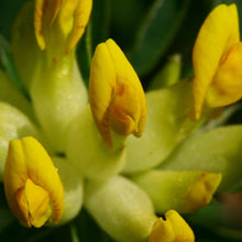 Lade das Bild in den Galerie-Viewer, Echter Wundklee (Anthyllis vulneraria)