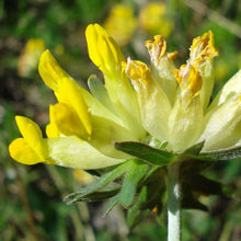 Lade das Bild in den Galerie-Viewer, Echter Wundklee (Anthyllis vulneraria)