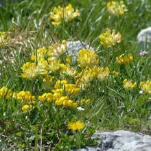 Lade das Bild in den Galerie-Viewer, Echter Wundklee (Anthyllis vulneraria) Steingarten