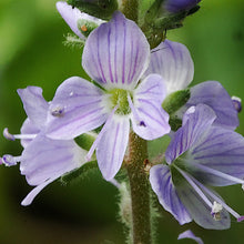 Lade das Bild in den Galerie-Viewer, Echter Ehrenpreis (Veronica officinalis)
