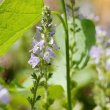 Lade das Bild in den Galerie-Viewer, Echter Ehrenpreis (Veronica officinalis)