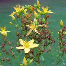 Lade das Bild in den Galerie-Viewer, Echtes Johanneskraut (Hypericum perforatum)