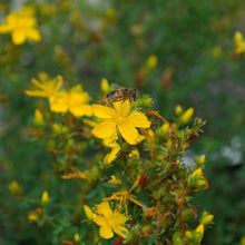 Lade das Bild in den Galerie-Viewer, Echtes Johanneskraut (Hypericum perforatum)