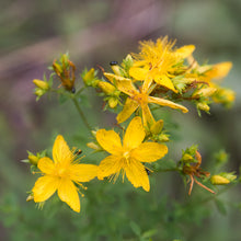 Lade das Bild in den Galerie-Viewer, Echtes Johanneskraut (Hypericum perforatum)