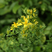 Lade das Bild in den Galerie-Viewer, Echtes Johanneskraut (Hypericum perforatum)