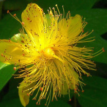 Lade das Bild in den Galerie-Viewer, Echtes Johanneskraut (Hypericum perforatum)