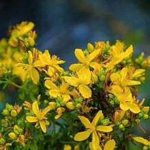 Lade das Bild in den Galerie-Viewer, Echtes Johanneskraut (Hypericum perforatum)