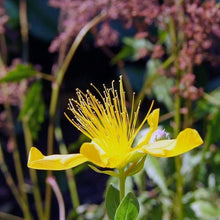 Lade das Bild in den Galerie-Viewer, Echtes Johanneskraut (Hypericum perforatum)