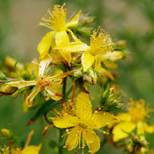 Lade das Bild in den Galerie-Viewer, Echtes Johanneskraut (Hypericum perforatum)