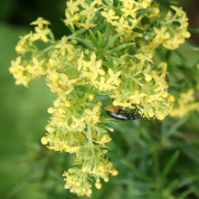 Lade das Bild in den Galerie-Viewer, Echtes Labkraut (Galium verum)