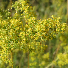 Lade das Bild in den Galerie-Viewer, Echtes Labkraut (Galium verum)