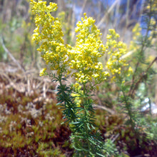 Lade das Bild in den Galerie-Viewer, Echtes Labkraut (Galium verum)