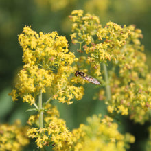 Lade das Bild in den Galerie-Viewer, Echtes Labkraut (Galium verum)