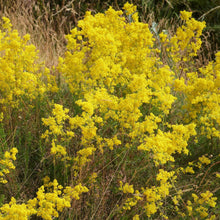 Lade das Bild in den Galerie-Viewer, Echtes Labkraut (Galium verum)