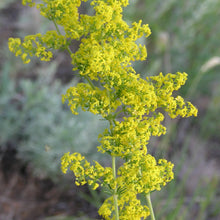 Lade das Bild in den Galerie-Viewer, Echtes Labkraut (Galium verum)