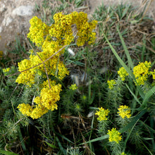 Lade das Bild in den Galerie-Viewer, Echtes Labkraut (Galium verum)