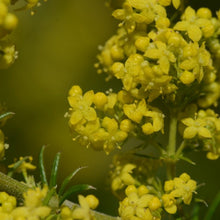 Lade das Bild in den Galerie-Viewer, Echtes Labkraut (Galium verum)