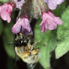 Lade das Bild in den Galerie-Viewer, Echtes Lungenkraut (Pulmonaria officinalis)
