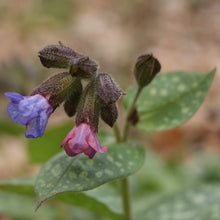 Lade das Bild in den Galerie-Viewer, Echtes Lungenkraut (Pulmonaria officinalis)