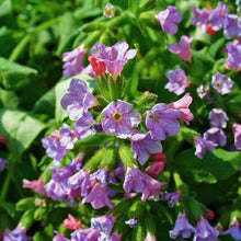 Lade das Bild in den Galerie-Viewer, Echtes Lungenkraut (Pulmonaria officinalis)