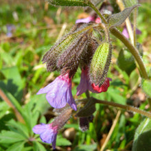 Lade das Bild in den Galerie-Viewer, Echtes Lungenkraut (Pulmonaria officinalis)