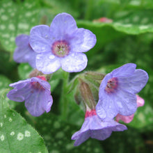 Lade das Bild in den Galerie-Viewer, Echtes Lungenkraut (Pulmonaria officinalis)