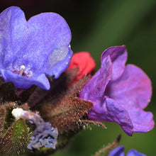Lade das Bild in den Galerie-Viewer, Echtes Lungenkraut (Pulmonaria officinalis)