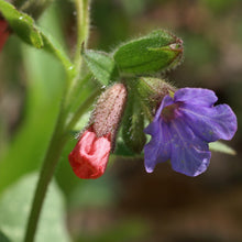 Lade das Bild in den Galerie-Viewer, Echtes Lungenkraut (Pulmonaria officinalis)